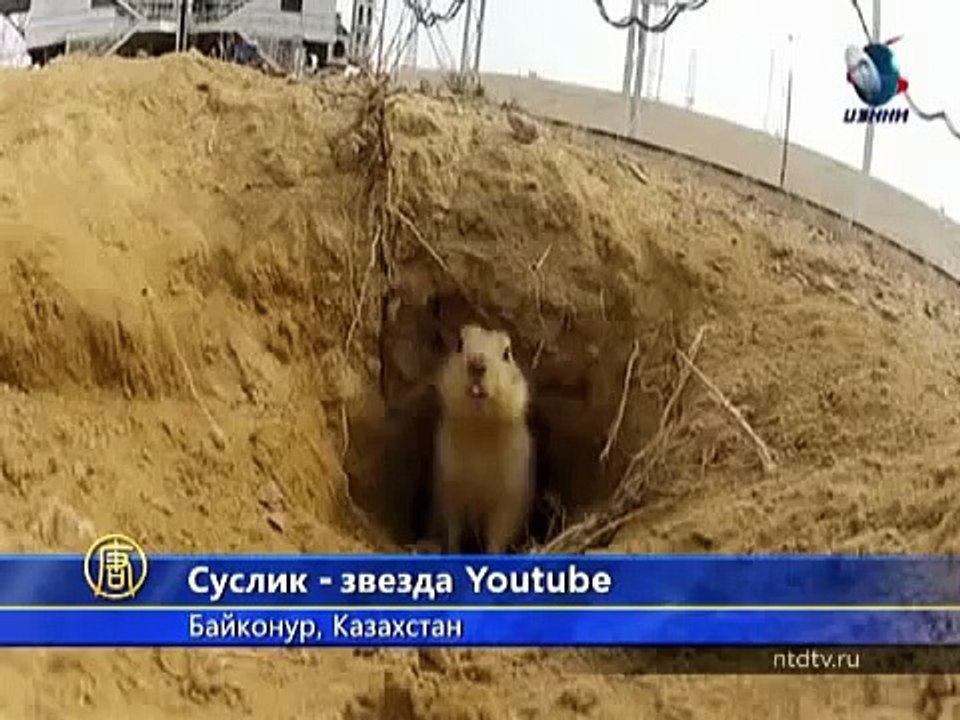 Суслик с Байконура стал знаменитостью Интернета