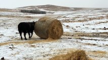 Des vaches s'amusent avec des bottes de paille