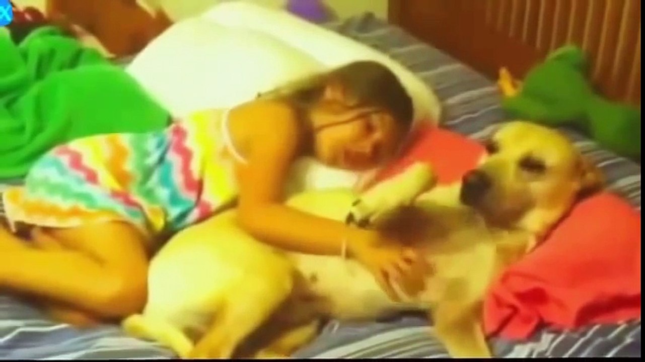 Funny dog videos 2015 try not to laugh - Love Funny video animals 2015 P2
