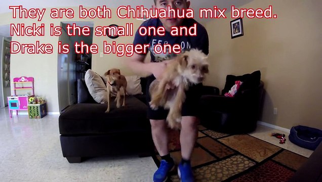 Vous êtes vous demandés ce que vos chiens font quand vous n'êtes pas là ?