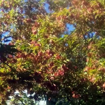 Фан-видео: Там нет меня (Светлана Павловна Грибакина)