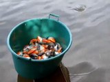 Pirana Balığı Nasıl Yakalanır Yok Böyle Bir Şey