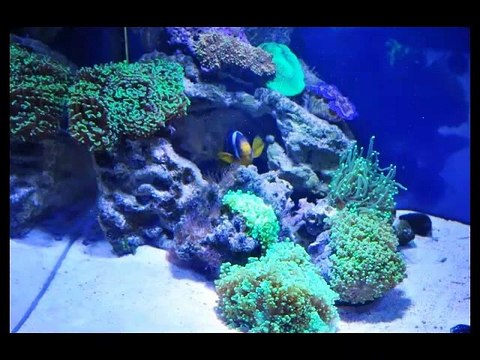 Аквариум в Киеве, морской аквариум, рыбы для аквариума