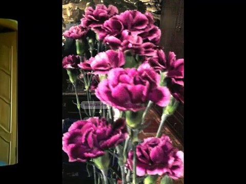 Аромотерапия, аромамасло, аромалампы, свойства эфирных масел