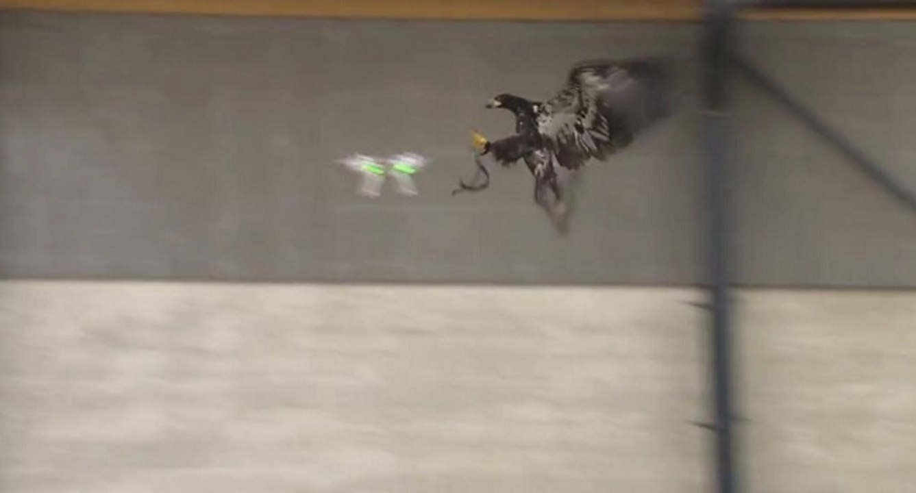 Capturer des drones avec des aigles