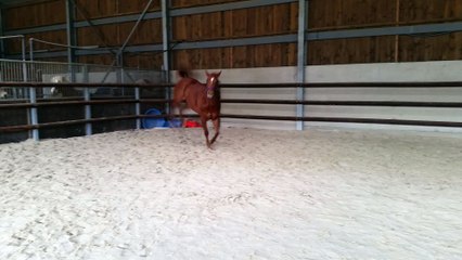 Sundae - Pas bouger les poneys