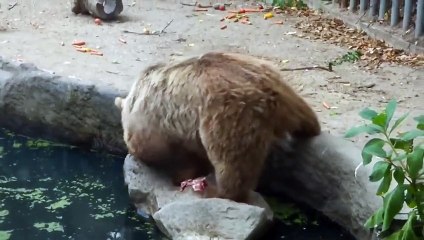 В зоопарке Будапешта медведь спас тонущую ворону