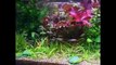 Домашний аквариум, растения в аквариуме, растения для аквариума