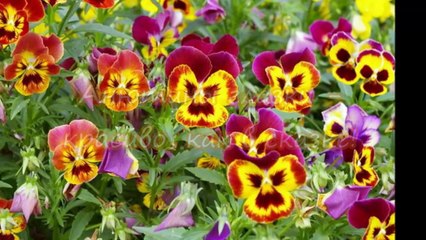 Анютины глазки - красиво, как в сказке!