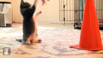 Kitten Steals Jingly Feather Toy - Kitten Love