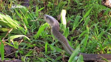 World’s Deadliest Animal Ninja Warriors