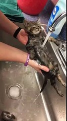 Así disfruta este gato del agua