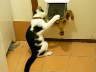 Кот не пропускает в дом пса