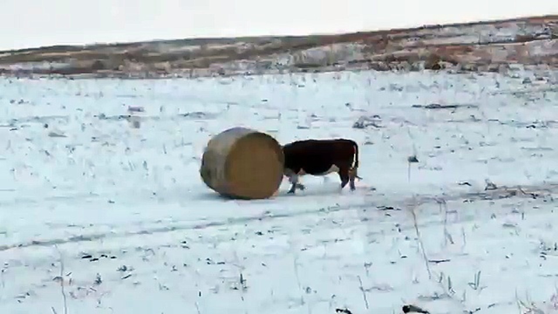 ⁣Une vache joue avec une botte de foin ...