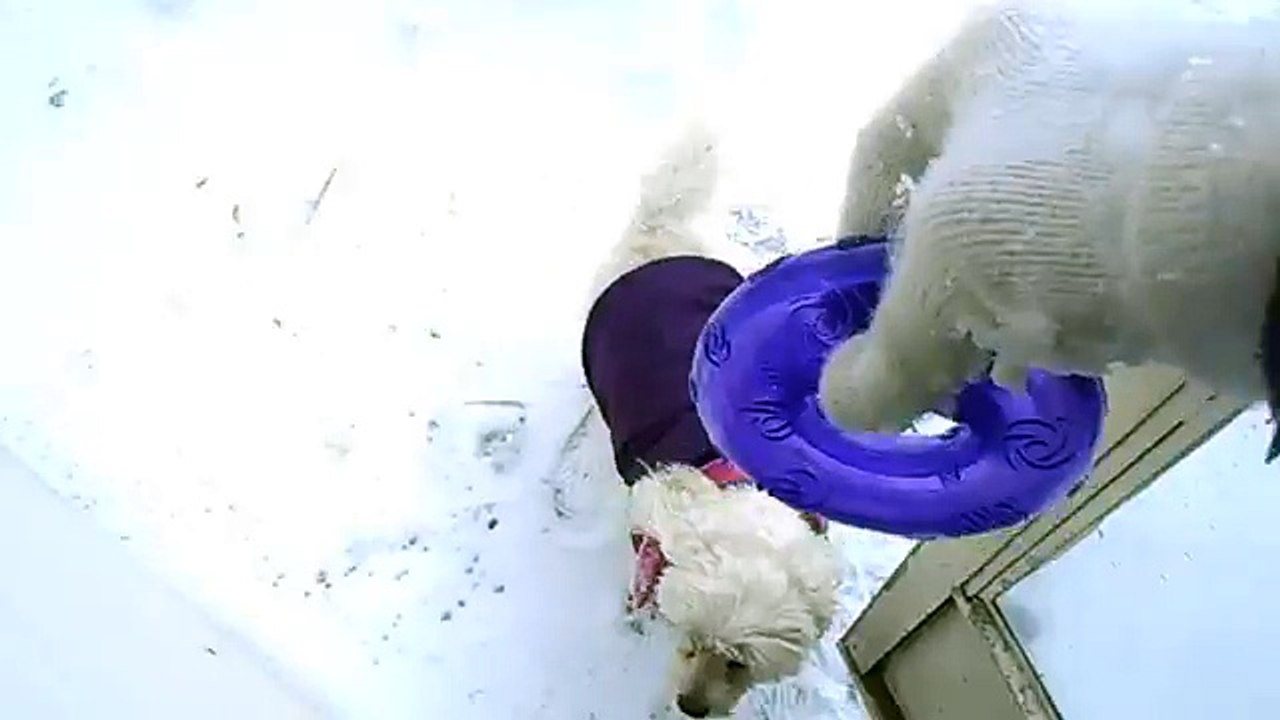 My Bichon Frise Lilly Playing In the Snow After Huge Blizzard 01/25/14