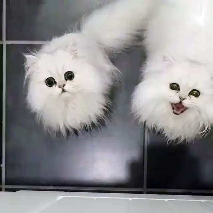 Twin kitties...
