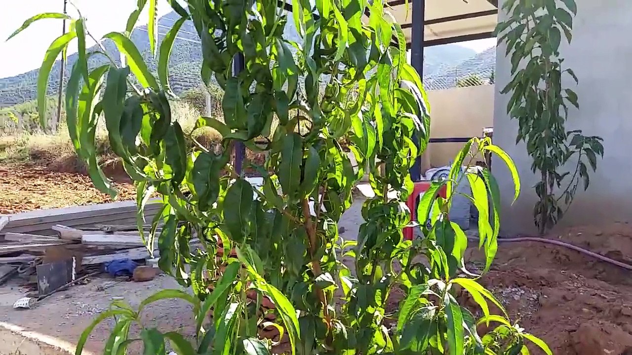 Erik, Şeftali, Ayva, Badem, Elma, Fidanı, Nasıl Dikilir, Nasıl Bakımı Yapılır, Nasıl Gübre