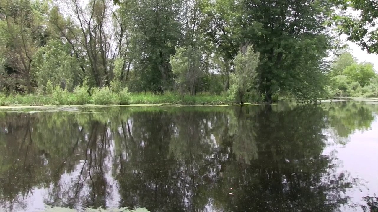 Outdoor Wild the IL  Wetland  Part 1