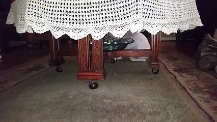 Trancing ghost walking bichon frise slow mo walk