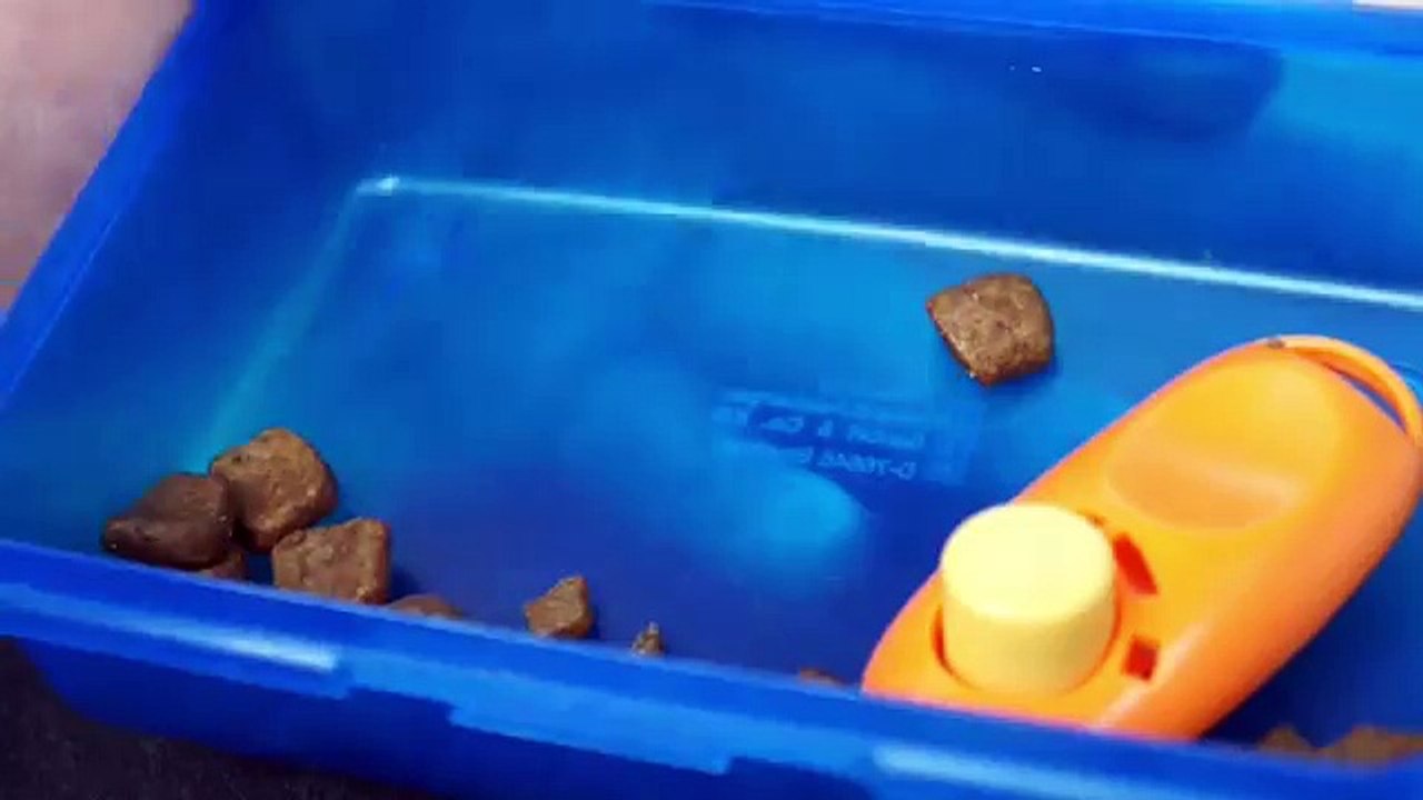 Clickertraining