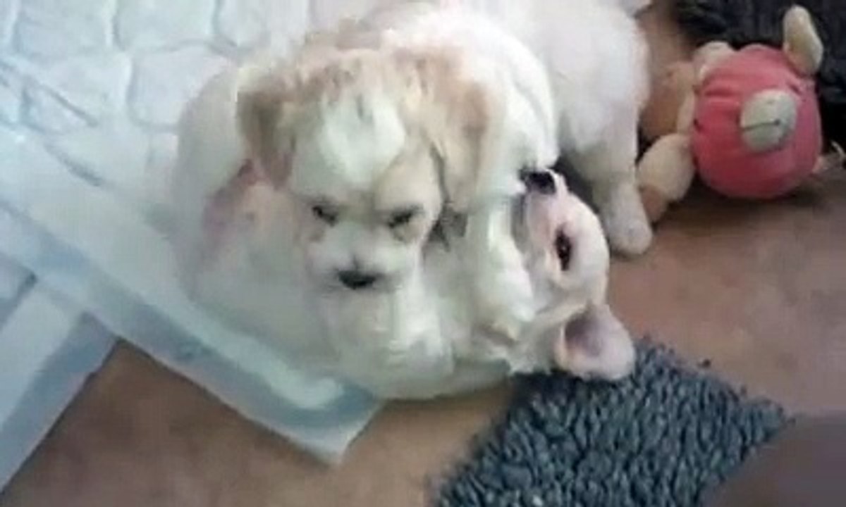 Bichon frise puppies 5 weeks old