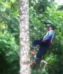 Hombre indonesio sube a cocotero casi sin usar sus manos