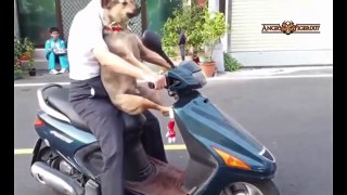 Funny Animals Compilation 2016! - Cute Cats and Dogs videos