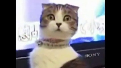 funny cats,funny cat videos,funny animals,funny video,cats funny,funny videos,funny cat