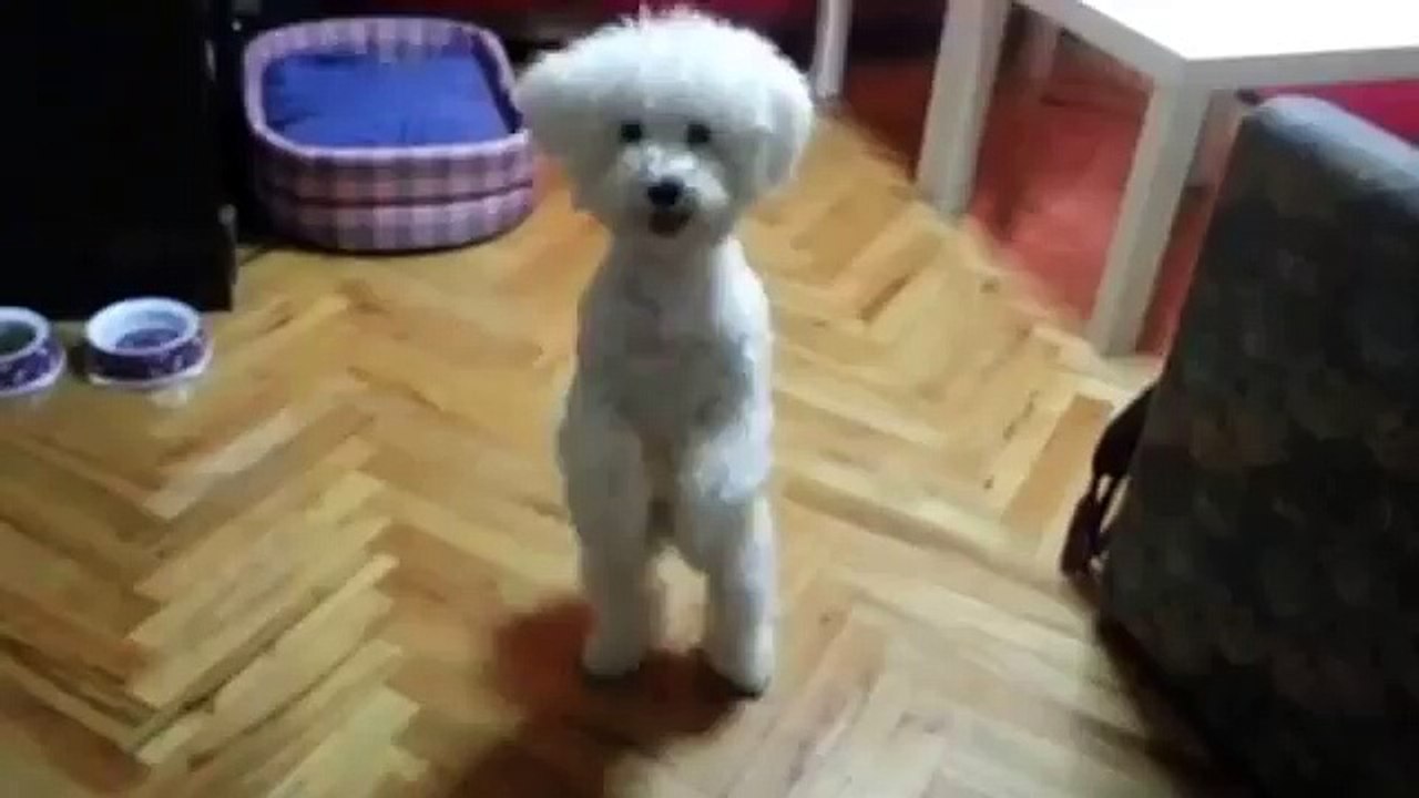 BICHON FRISE LUNA- PLAYING