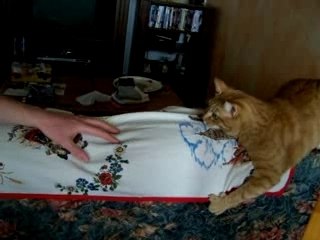 Safran joue avec Antoine