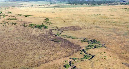African Cats  The Southern Kingdom