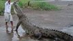 THE KING CROCODILE ATTACKS Crocodiles Hunting [Animal Nature Documentary]