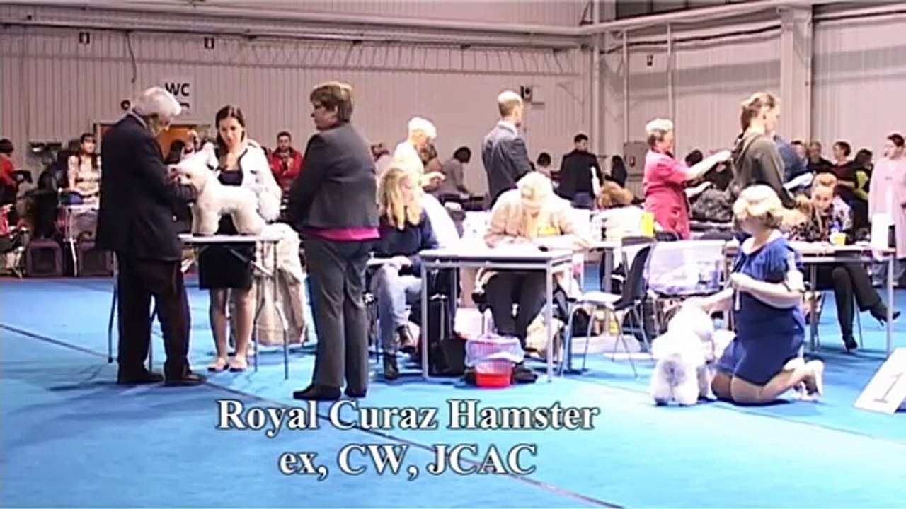 International Dog Show - Tartu  07. 11. 2015 (Ring Bichon Frise)