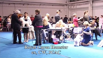 International Dog Show - Tartu  07. 11. 2015 (Ring Bichon Frise)