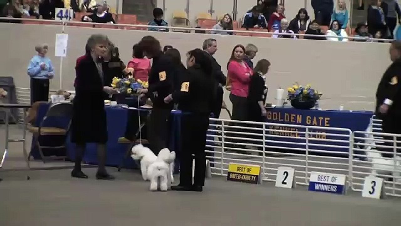 Golden Gate Show-Bichon Frise Judging 11-01-29.mp4