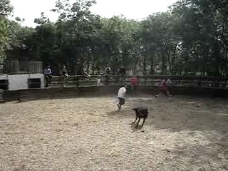 Course Camarguaise