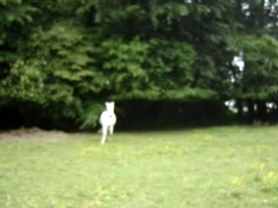 Karioso 26 mai 2007-2