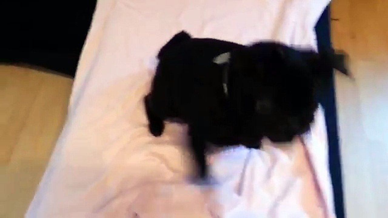 Videobotschaft einer Mopsdame