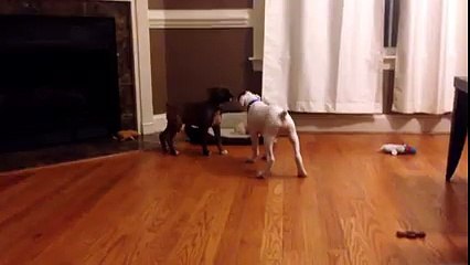 Chihuahua Gets Tricked Out Of Bed By His Puppy Brothers