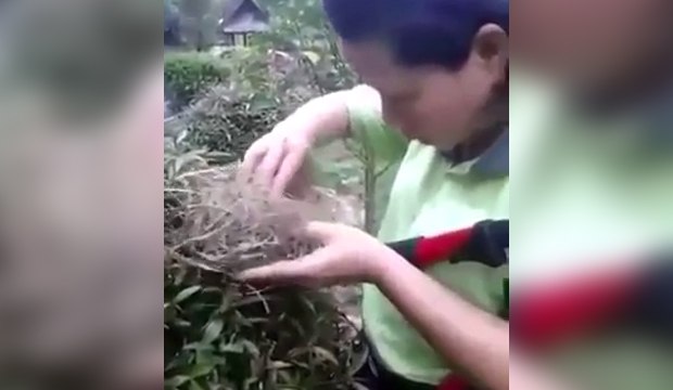 A gardener finds a nest and eat the chicks
