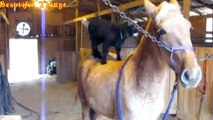 Funny baby goats playing with horses - Compilation