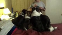 Dog Tricks Owner To Get More Treats