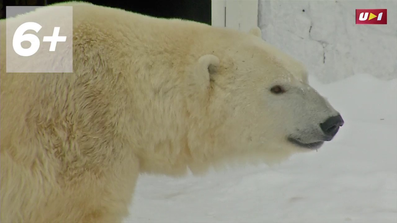 ロシア・チェリャビンスク動物園でアイスホッケーチームがホッキョクグマにプレゼント