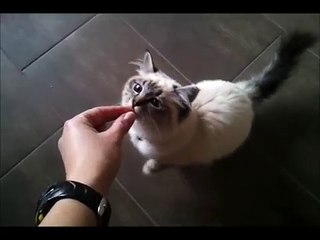 3. Clickersession / Clickertraining mit Katze "Ghia"