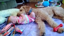 Cute Dogs Giving Babies Kisses Compilation 2013