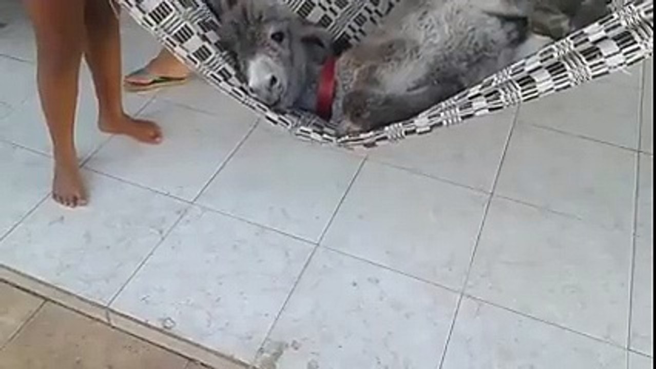 گدھے کا اتنا خوبصورت بچہ پہلے کبھی دیکھا ہے