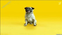 Pedigree  педигри  корм для собак  русская реклама
