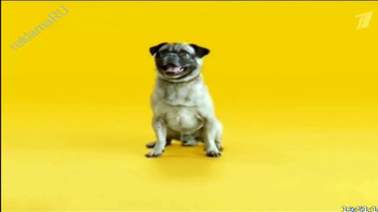 Pedigree  педигри  корм для собак  русская реклама
