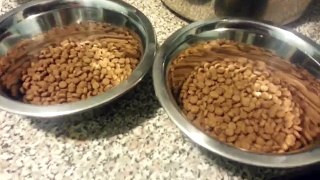 How to make bone broth meal for dogs