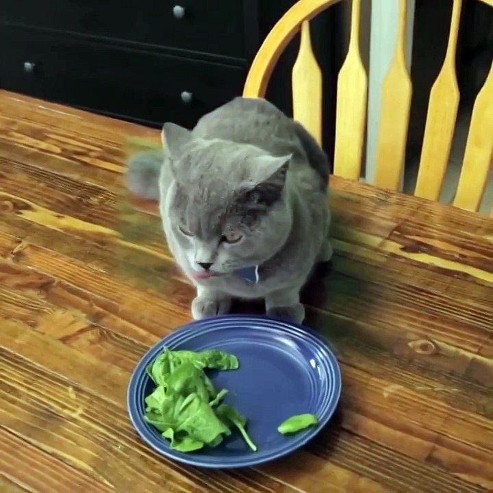 Кота застукали